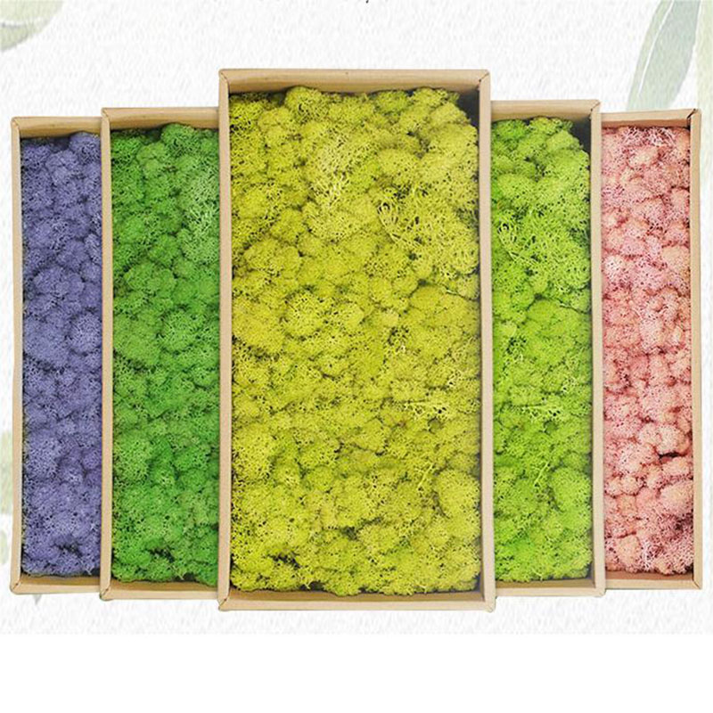 20g Piante di muschio verde ar - Terrarium Moss Art recensione e prezzo