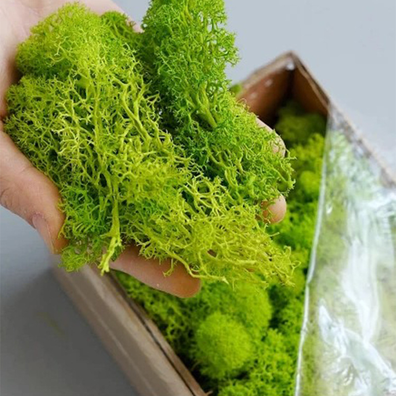 20g Piante di muschio verde ar - Terrarium Moss Art recensione e prezzo